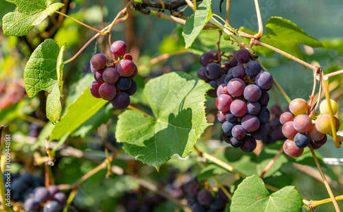 Ripe Purple Grapes in Lush Vineyard Ready for Harvest. Scenic vineyard landscape with rows of grapevines heavy with clusters of ripe, deep purple grapes. photo