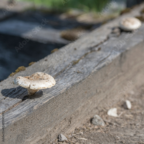 Russula delica mushroom on log, Italy photo