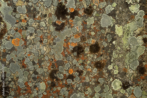 Lichen-covered rock surface showcasing vibrant patterns and textures in a natural environment photo