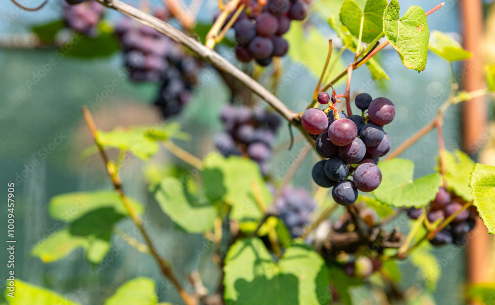 Ripe Purple Grapes in Lush Vineyard Ready for Harvest. Scenic vineyard landscape with rows of grapevines heavy with clusters of ripe, deep purple grapes. Ripe Purple Grapes in Lush Vineyard Ready for Harvest. Scenic vineyard landscape with rows of grapevines heavy with clusters of ripe, deep purple grapes.