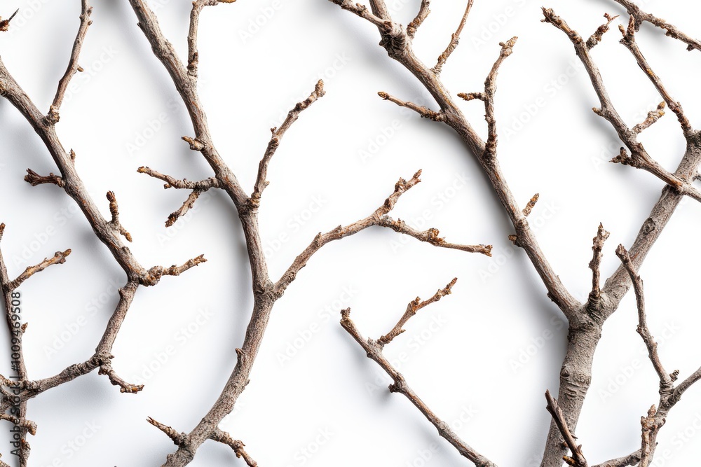 Sparse branches dispersed against a pale background Sparse branches dispersed against a pale background