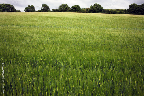 Field - Strawberryfield farm campsite - Durham - England - UK photo