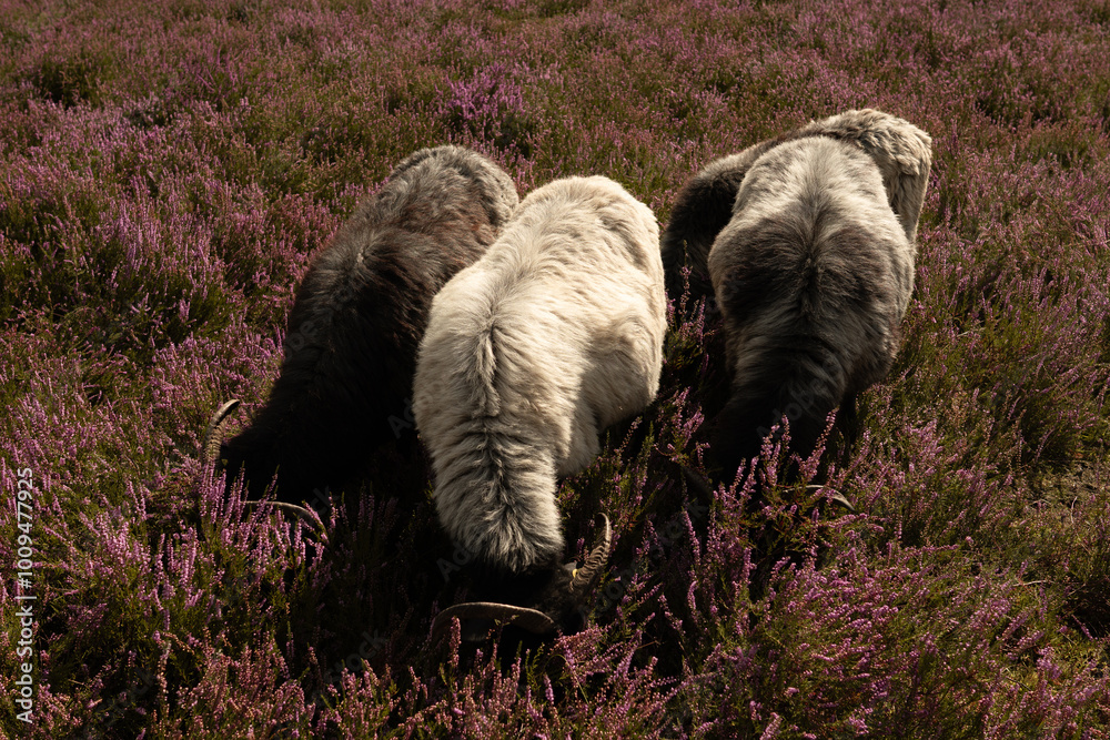 Fototapeta premium sheep in Lüneburg heath, germany
