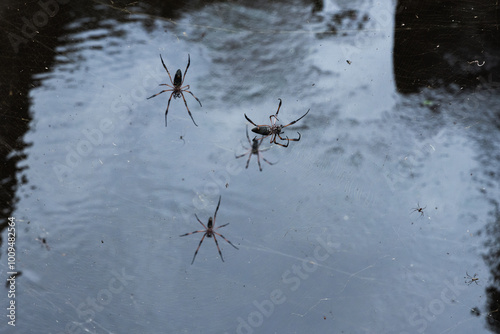 Red-legged golden orb-weaver spiders are on spiderwebs, close-up photo