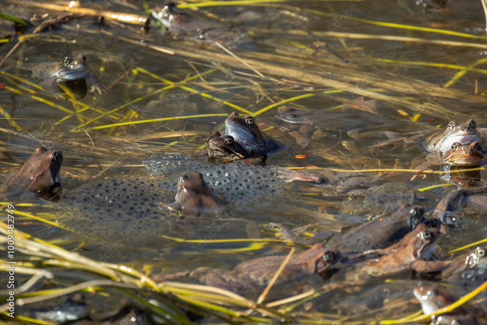 Common frog mass spawning event in the wild, close-up Common frog mass spawning event in the wild, close-up