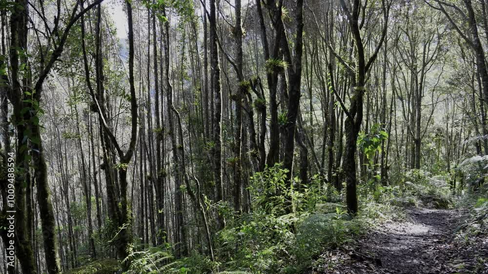 tropical forest in 4k quality with beautiful and green trees with sunlight between their branches on a path with leaves tropical forest in 4k quality with beautiful and green trees with sunlight between their branches on a path with leaves
