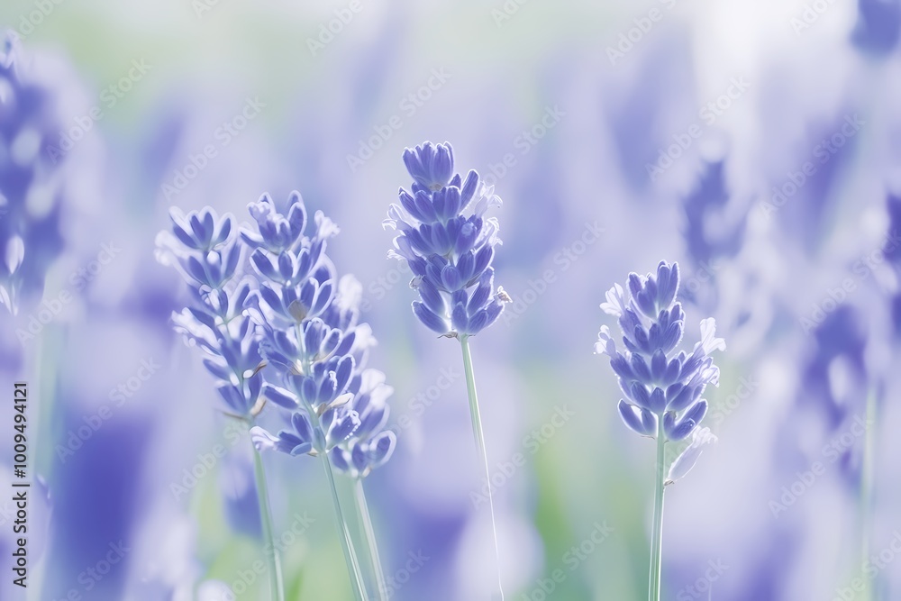 Fototapeta premium Soft Lavender Pastel Background for Creative Projects