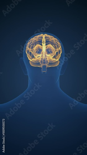 Medical concept of the human brain