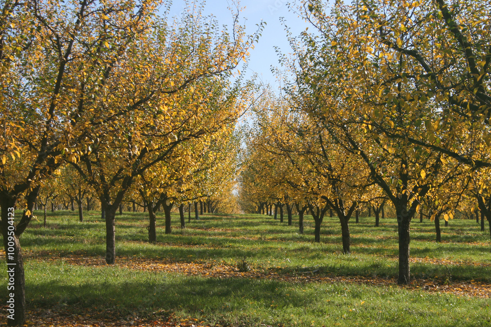 verger avec mirabelliers aux couleurs d'automne verger avec mirabelliers aux couleurs d'automne