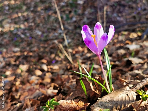 Purple Colchicum Autumnale Flower. Autumn Crocus or Meadow Saffron in Autumn Forest. photo