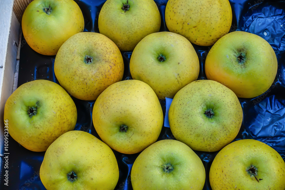 Closeup of many golden gold yellow delicious green apples in box at farmer's market in France Closeup of many golden gold yellow delicious green apples in box at farmer's market in France