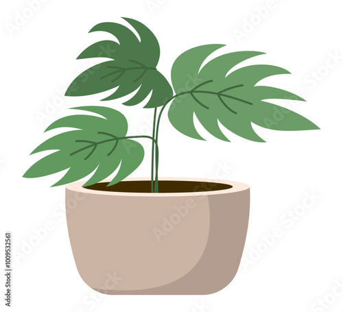 Indoor plant monstera branches with large burdock leaves in a light ceramic pot. Flat style. Vector illustration.