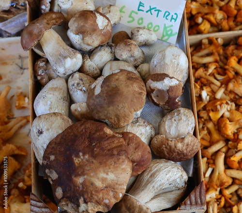 many edible mushrooms called chanterelle and boletus edulis called FINFERLI and PORCINI in Italian language