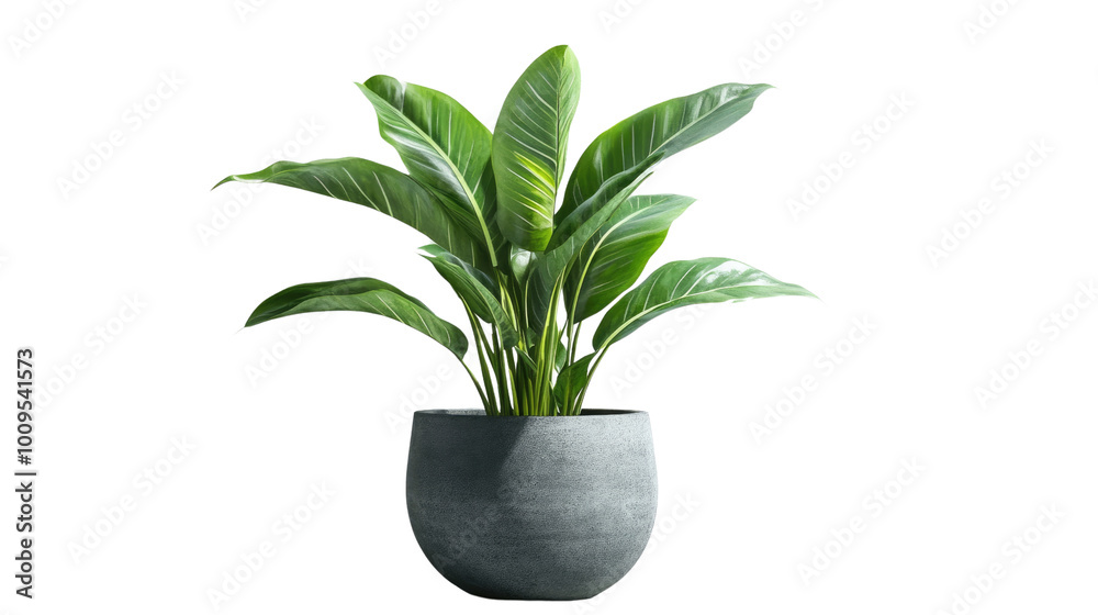 Brown earthen flower pot with green plant isolated on PNG file with transparent background Brown earthen flower pot with green plant isolated on PNG file with transparent background