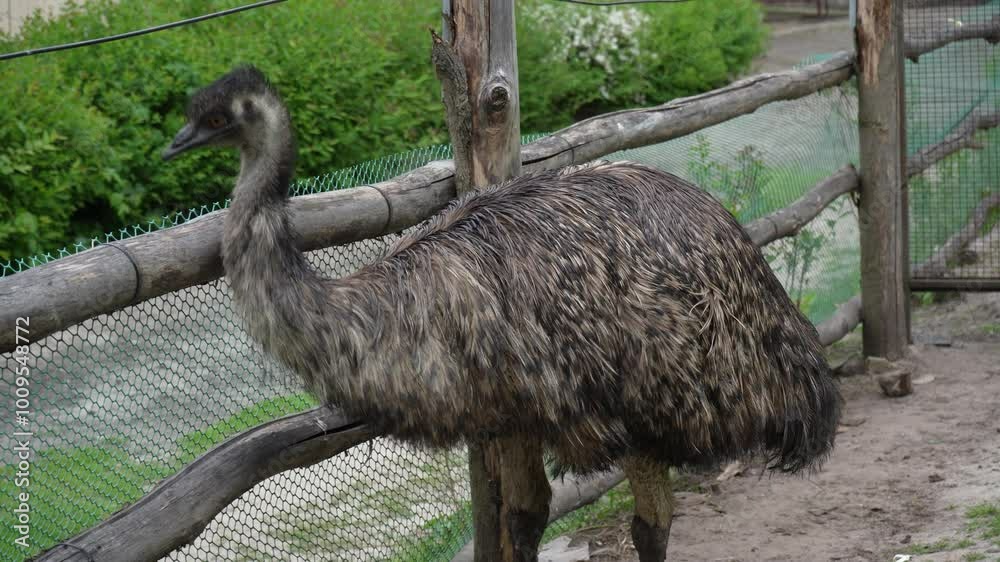 An emu bird walks in an enclosed area. The emu in the zoo is the height ...