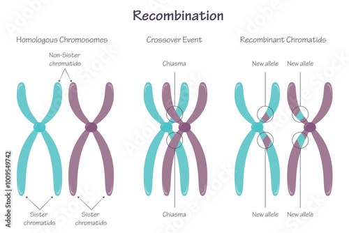 Chromosomal Recombination