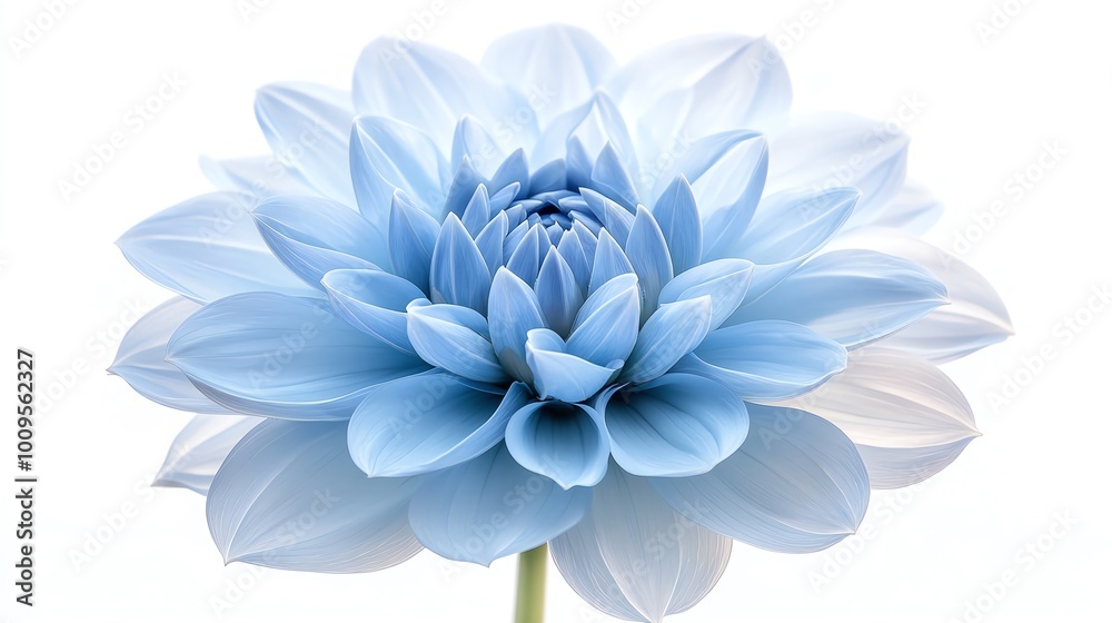 Obraz premium Delicate blue flower bloom with soft petals, capturing tranquility and elegance in its vibrant hues and gentle curves.