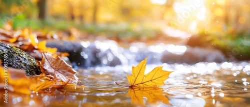  A leaf drifts atop still water, nearby a submerged rock and a tree shedding yellow foliage