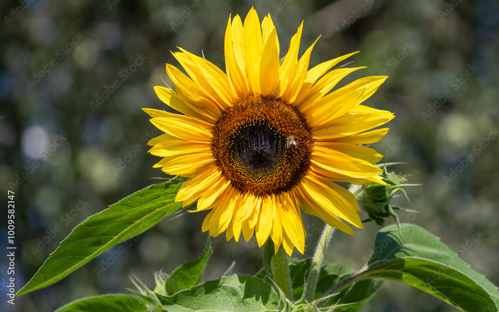 Obraz premium sunflower in the garden