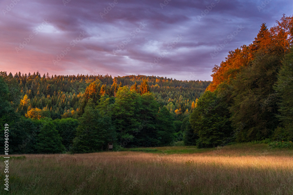 custom made wallpaper toronto digitalA clearing with a hunting stand during sunrise in the northern Black Forest