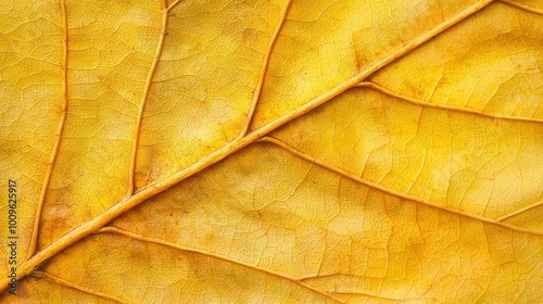  A close-up photo of a yellow leaf's veins, showcasing the intricate structure of the leaf's foliage