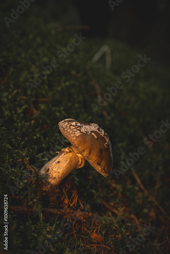 mushroom in a forest