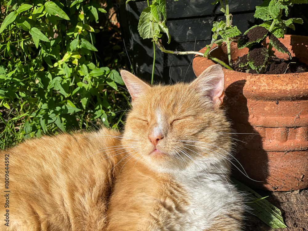 Ginger cat relaxing in the sun Ginger cat relaxing in the sun