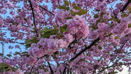 cherry blossom