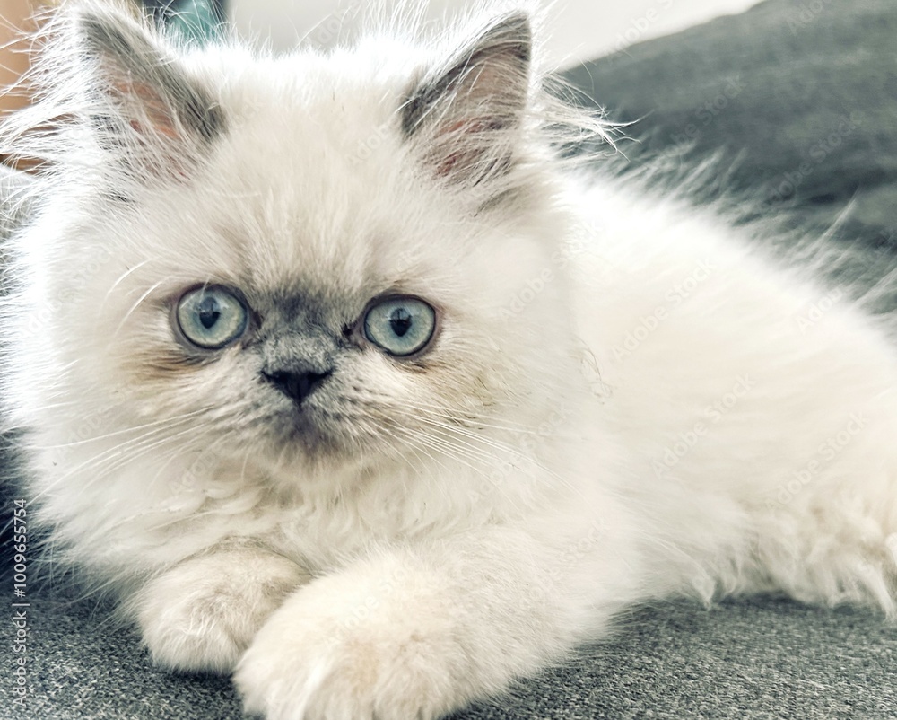 White Persian Cat with Blue Eyes and Grey Ears Lying on a Grey Sofa White Persian Cat with Blue Eyes and Grey Ears Lying on a Grey Sofa