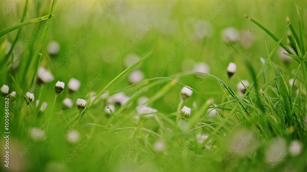 Daisy flowers with green grass in summer. 4k video Daisy flowers with green grass in summer. 4k video
