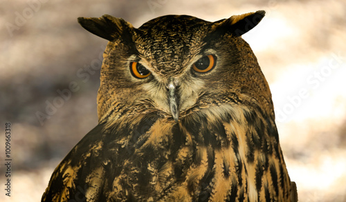 great horned owl
