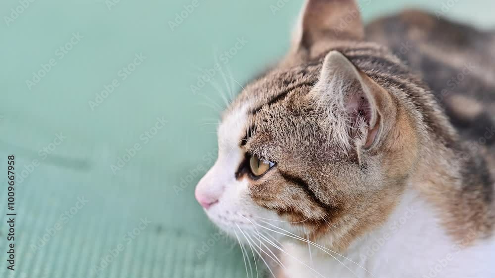Close-up of tabby cat with green eyes. A close-up of a tabby cat with striking green eyes, resting on an outdoor surface with a soft focus background.
Close-up of tabby cat with green eyes. A close-up of a tabby cat with striking green eyes, resting on an outdoor surface with a soft focus background.