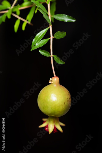 Punica granatum Lythraceae. Ripening fruit of the houseplant pomegranate. Branch with green leaves and green round fruit on a black background. photo