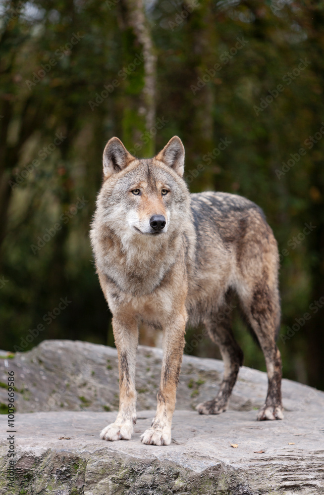 Adult Grey Wolf Canis Lupus in the autumn forest natural habitat environment, Wild Ireland Adult Grey Wolf Canis Lupus in the autumn forest natural habitat environment, Wild Ireland