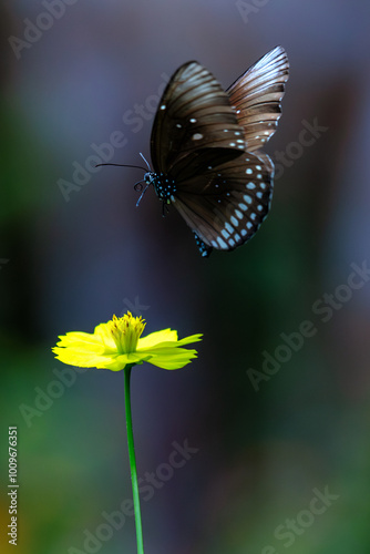 Common Crow Butterfly (Euploea core) in open fields and forests, commonly found in Asia and Australia photo