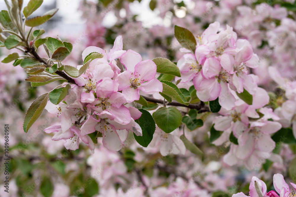 Apple or Cherry Tree Blossom Close-up Like Sakura Apple or Cherry Tree Blossom Close-up Like Sakura