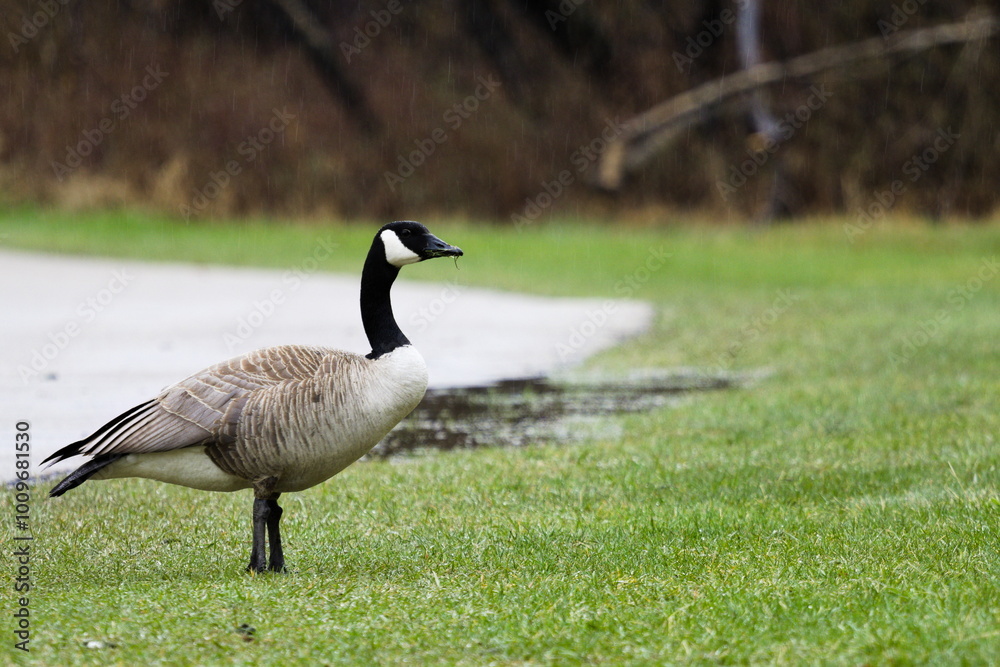 Proud Canada Goose on a Rainy Day Proud Canada Goose on a Rainy Day