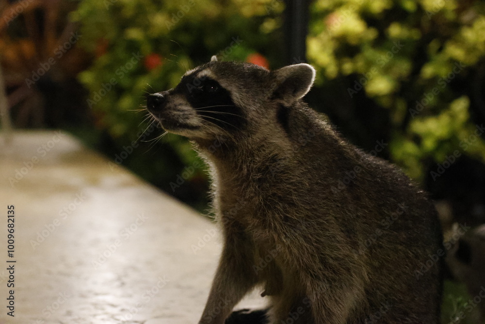Obraz premium Antsy Raccoon