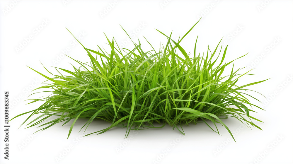 Fototapeta premium Na białym tle widać gęstą, soczystą zieleń wiosennej trawy, która zdaje się być pokryta kroplami rosy.