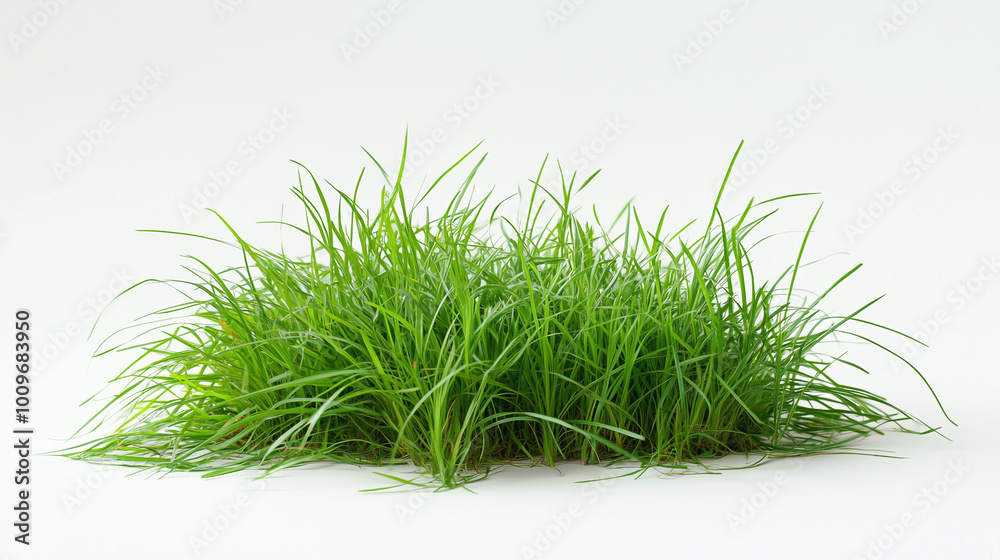 Naklejka premium Na białym tle widać gęstą, soczystą zieleń wiosennej trawy, która zdaje się być pokryta kroplami rosy.