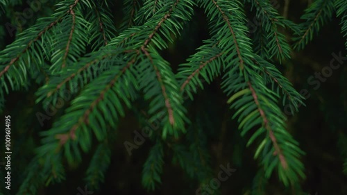 Close up evergreen needles of spruce tree branches on dark blurred backdrop. Panning of fir twigs. Green bokeh botanical background video 4K. Coniferous forest flora. Pure nature woods environment