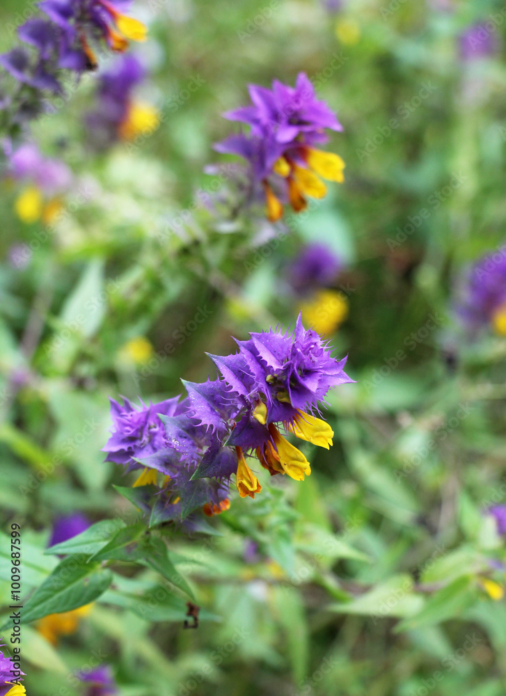 Fototapeta premium In spring, melampyrum nemorosum blooms in the forest