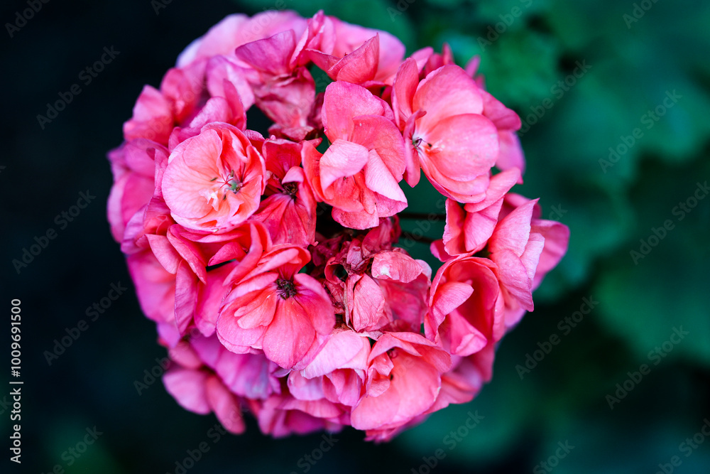 The beauty of plants from my garden.