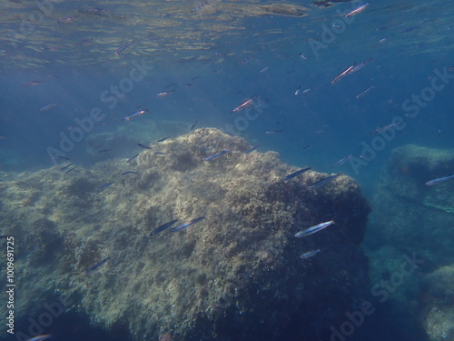 Mediterranean sand smelt (Atherina hepsetus) undersea, Aegean Sea, Greece, Alonissos island, Chrisi Milia beach photo