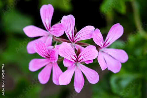 The beauty of plants from my garden.