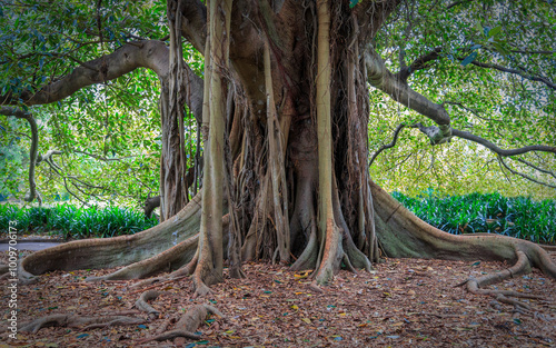 The trunk of a massive old Banyan Tree in Sydney Australia