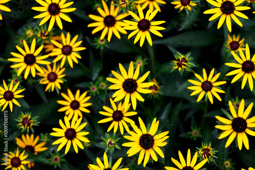 Black eyed susan flowers