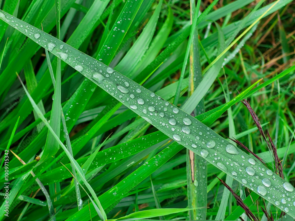 Transparent clear raindrops lie on the bright green grass. Transparent clear raindrops lie on the bright green grass.
