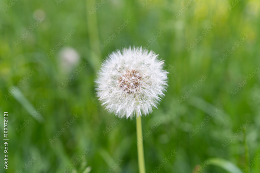 One dandelion close-up against blurred green grass background One dandelion close-up against blurred green grass background