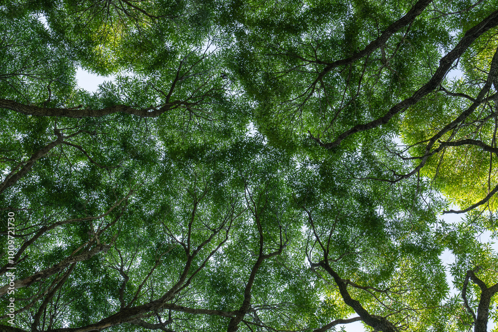 Fototapeta premium Tree branches with green leaves form a filled pattern against the sky.